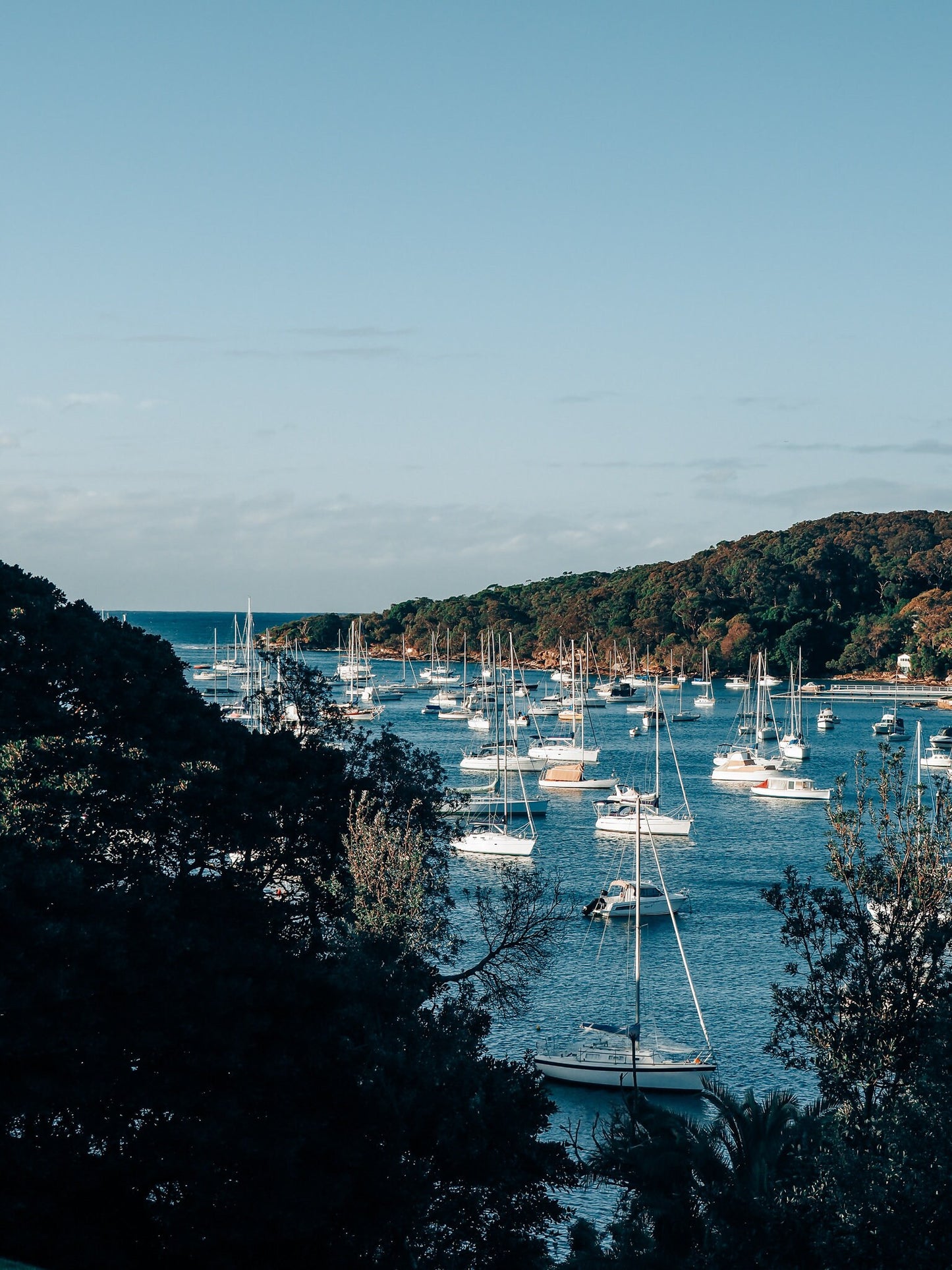 Fairlight Harbor Sydney, Australia Photograph - Print Only or Framed