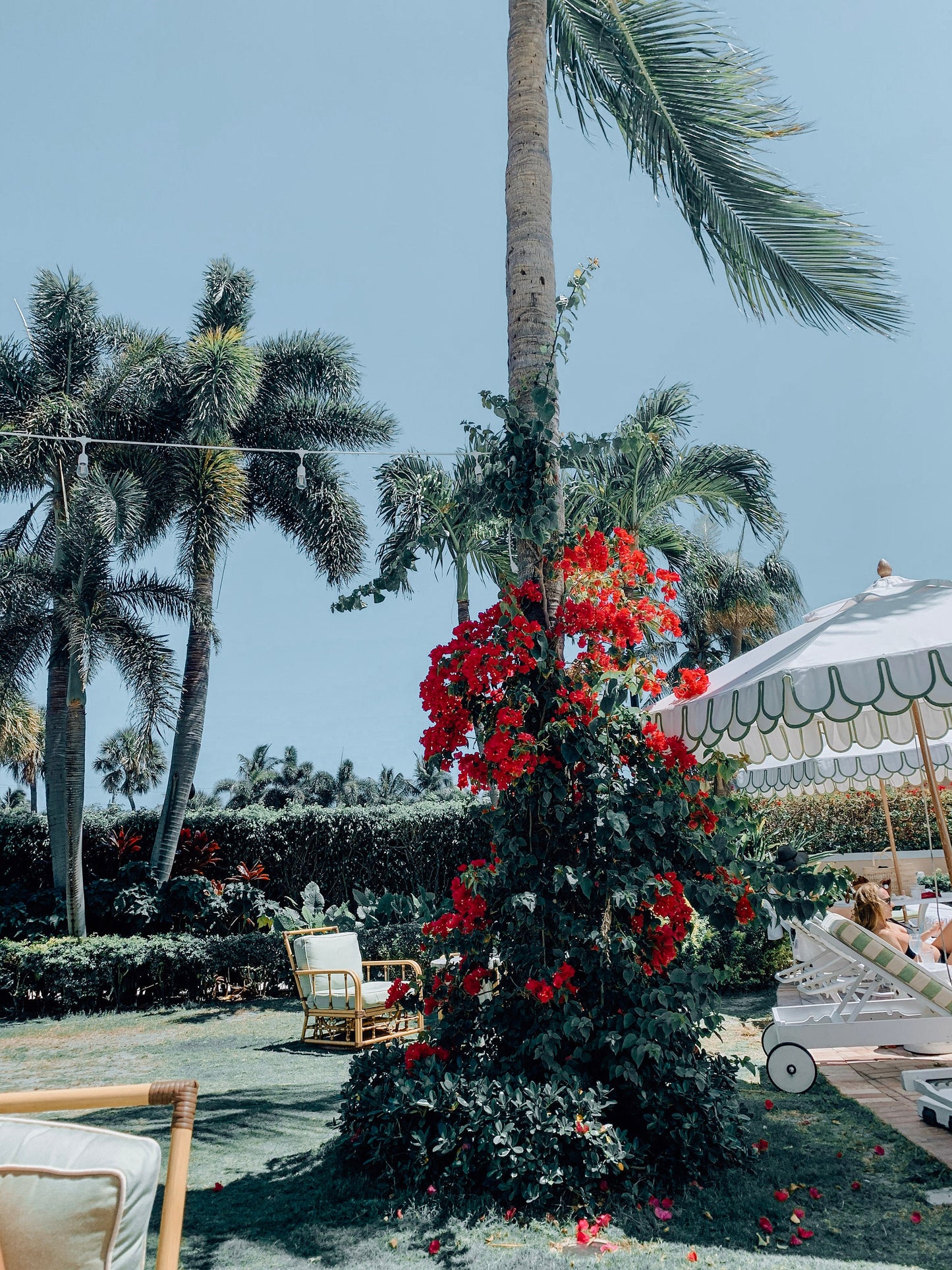 Poolside at The Colony Hotel, Palm Beach Photograph - Print Only or Framed