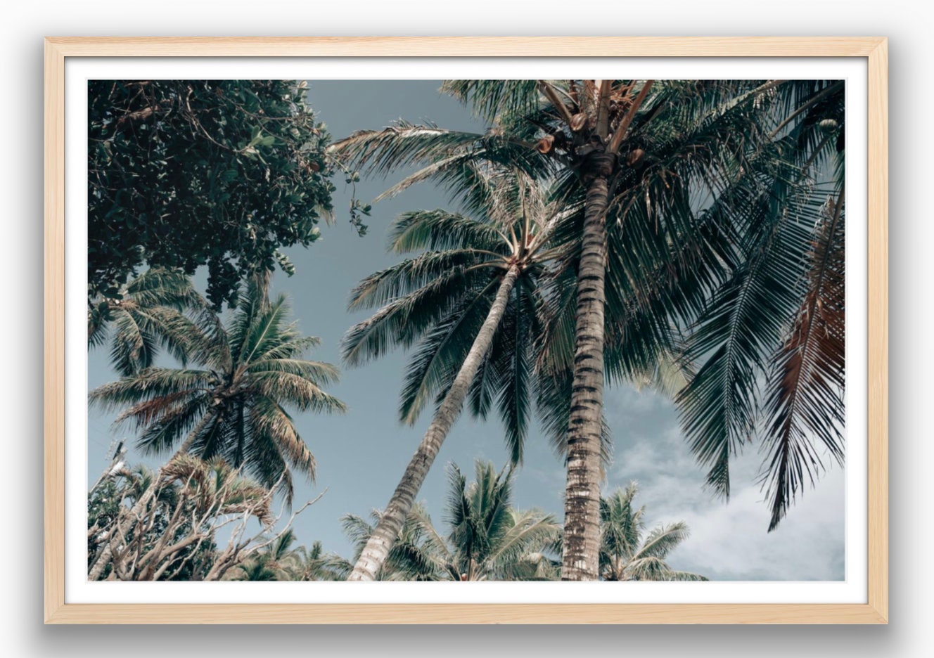 Oahu Palms - Framed or Print Only