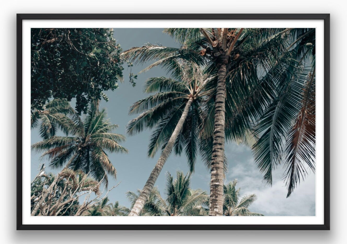 Oahu Palms - Framed or Print Only