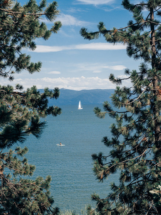 Lake Tahoe Forest for the Trees - Framed or Print Only