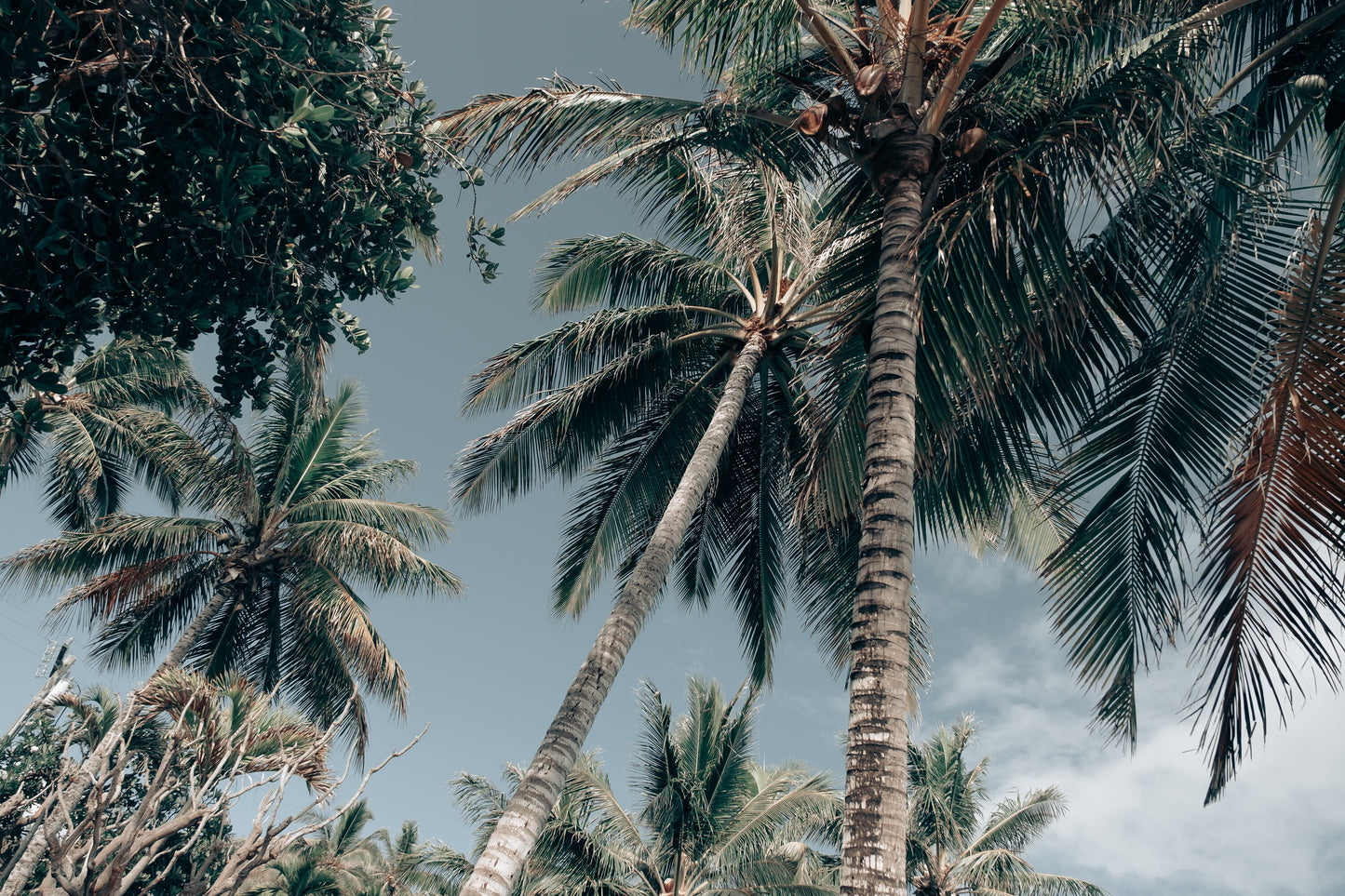 Oahu Palms - Framed or Print Only