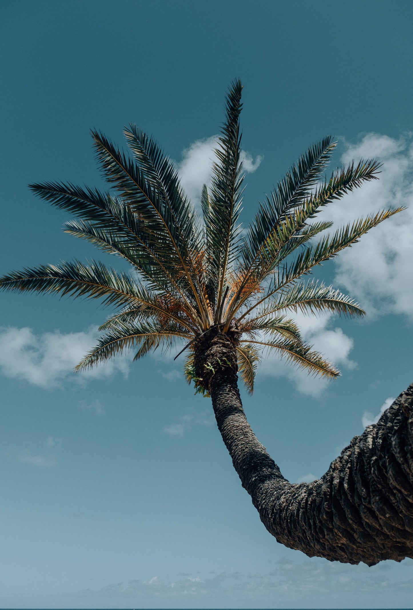 Happy Palm Tree - Framed or Print Only