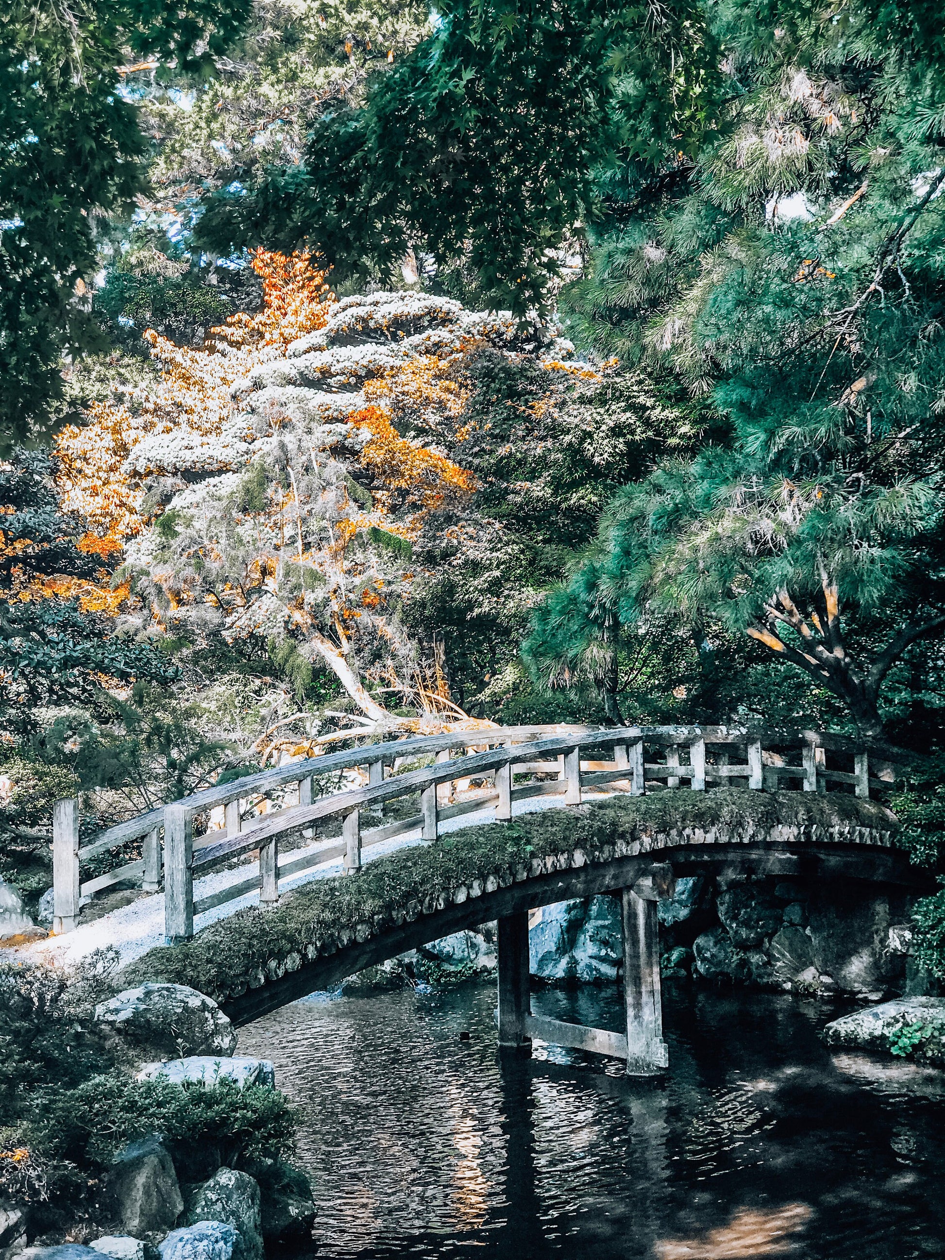 Japanese Bridge Monet II Photograph - Print Only or Framed