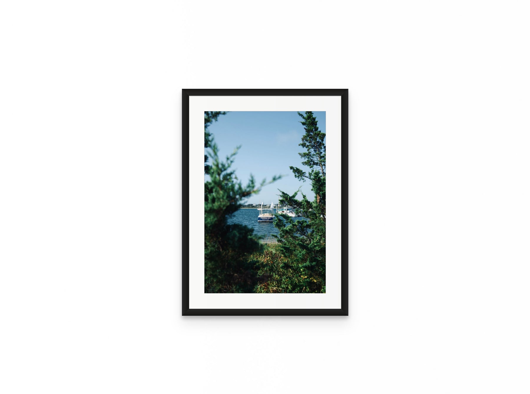 Nantucket Harbor Cedars, 12×18 in black frame