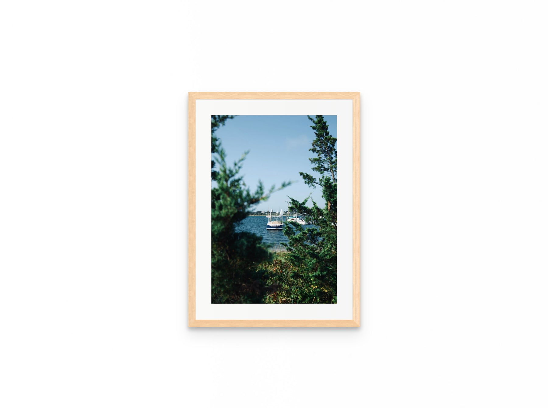 Nantucket Harbor Cedars, 12×18 in natural frame