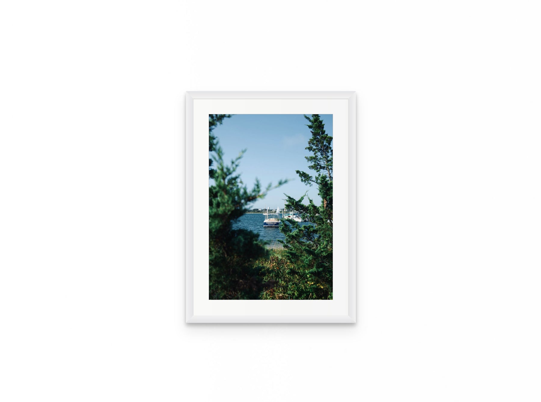 Nantucket Harbor Cedars, 12×18 in white frame