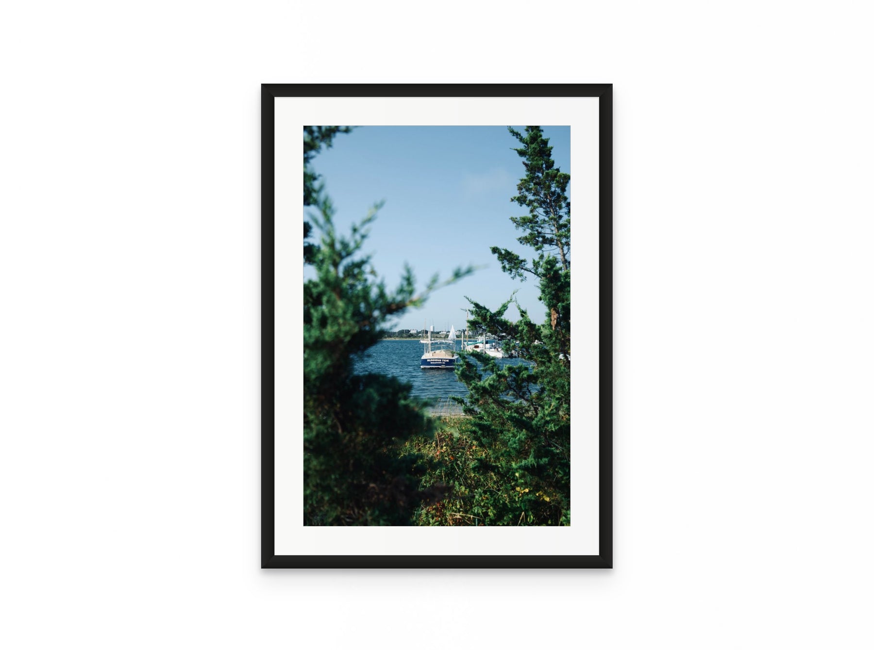 Nantucket Harbor Cedars, 16×24 in black frame