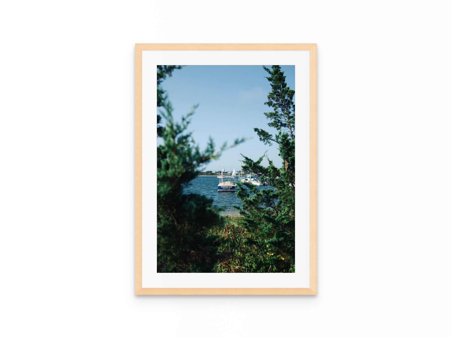 Nantucket Harbor Cedars, 16×24 in natural frame