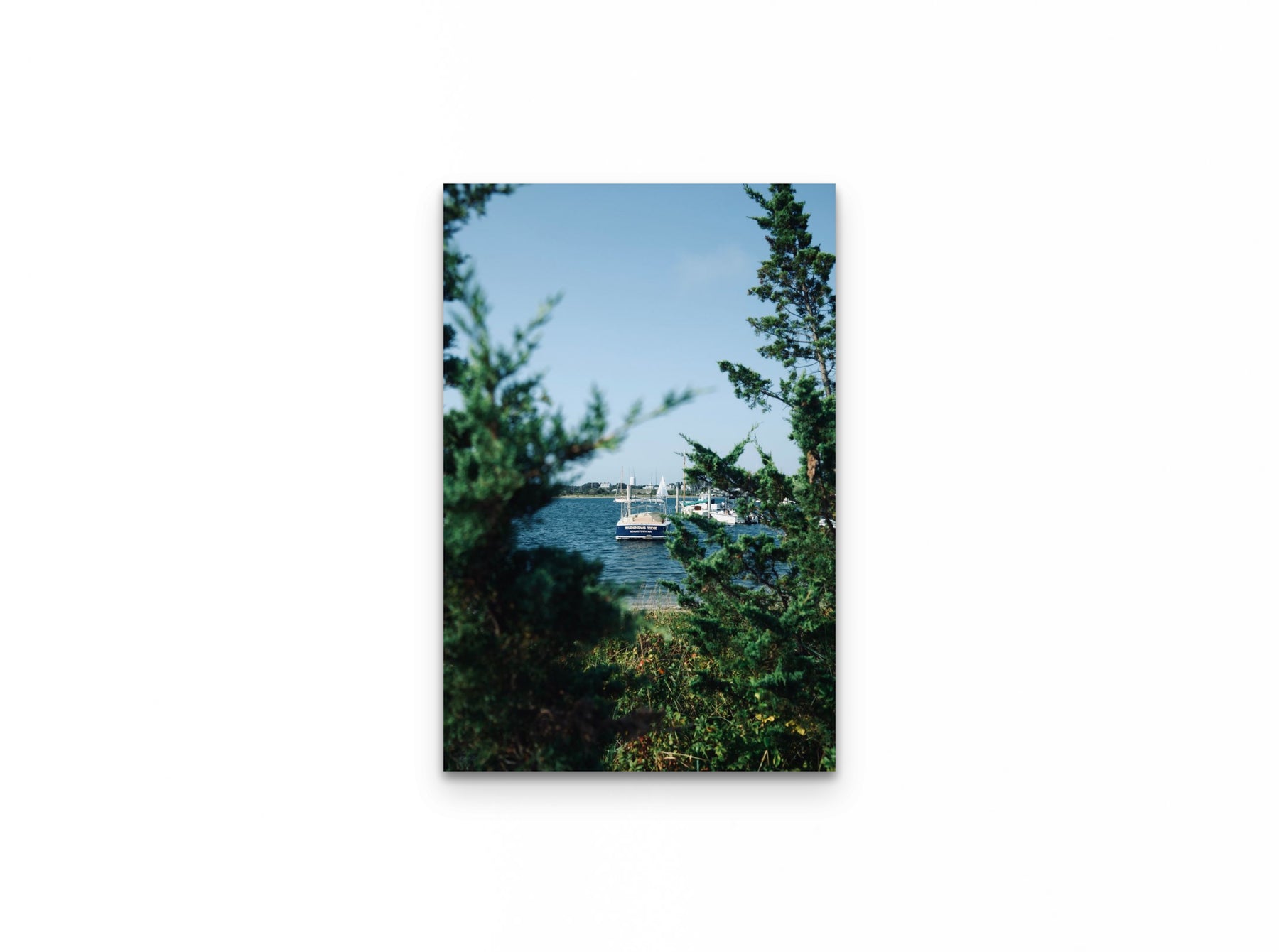 Nantucket Harbor Cedars, 16×24 fine art print