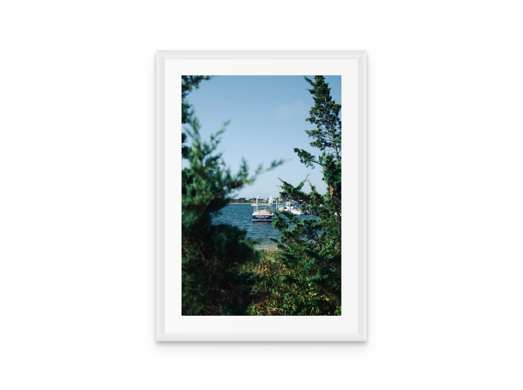 Nantucket Harbor Cedars, 16×24 in white frame