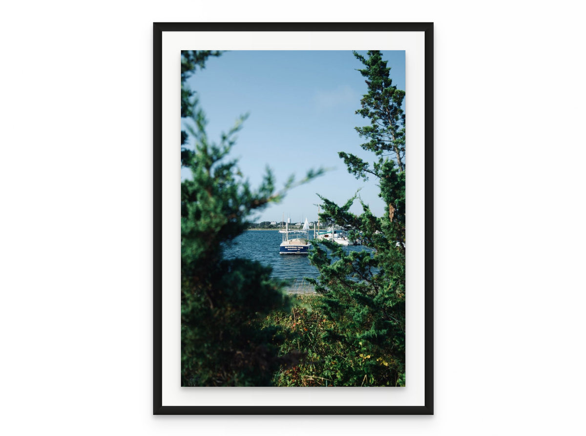Nantucket Harbor Cedars, 20×30 in black frame