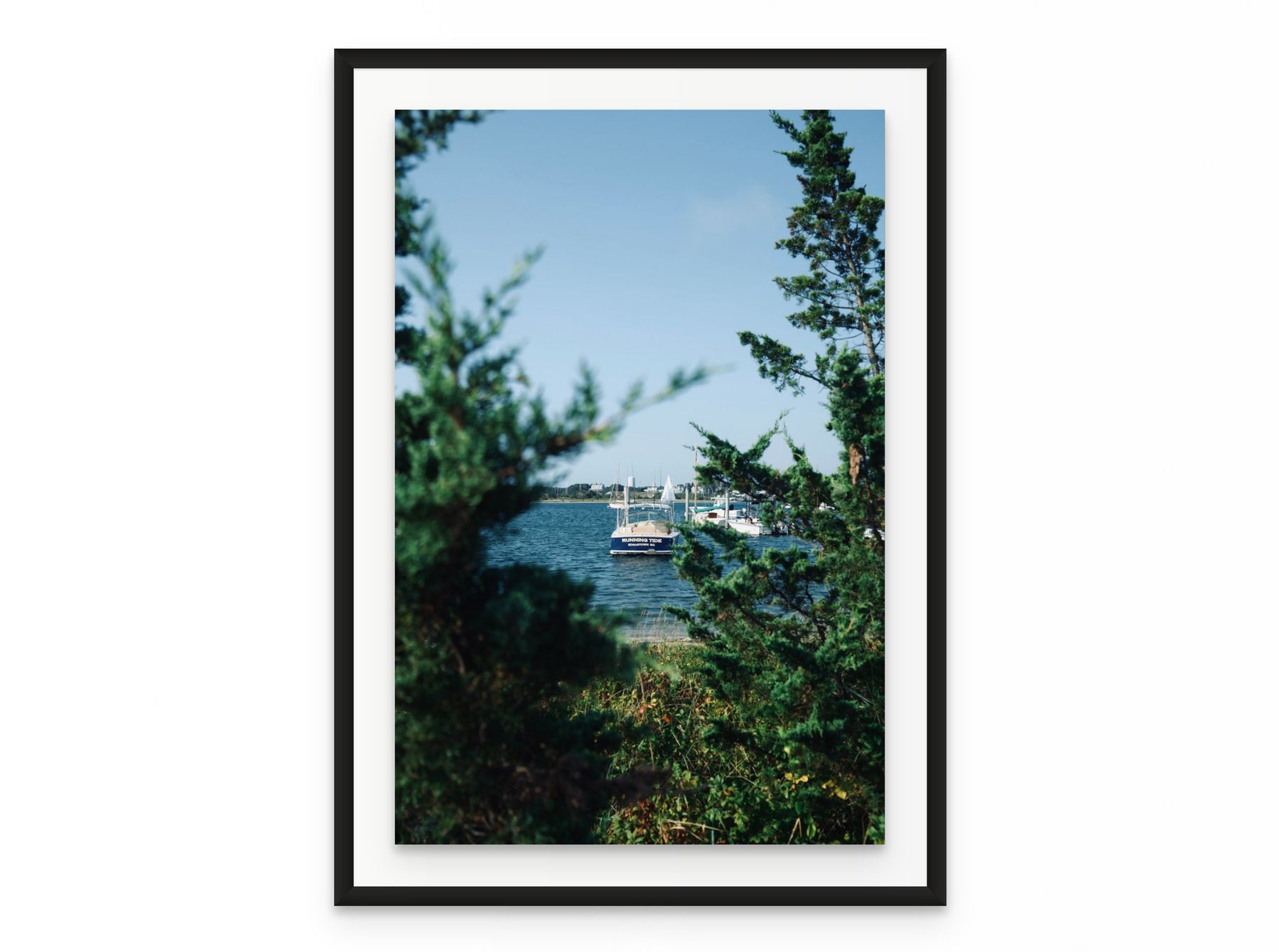Nantucket Harbor Cedars, 20×30 in black frame