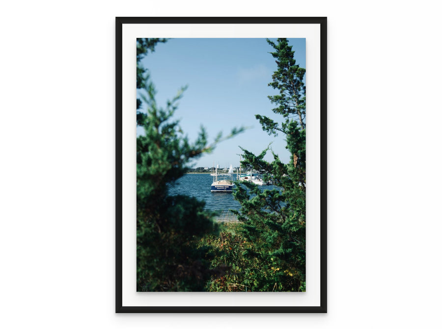 Nantucket Harbor Cedars, 20×30 in black frame