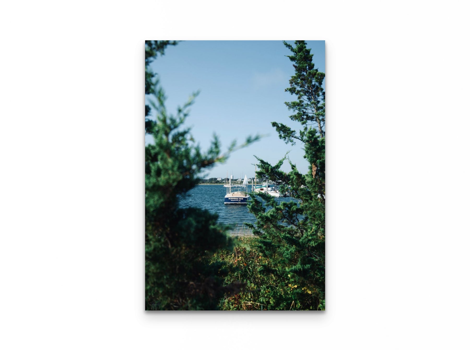 Nantucket Harbor Cedars, 20×30 fine art print