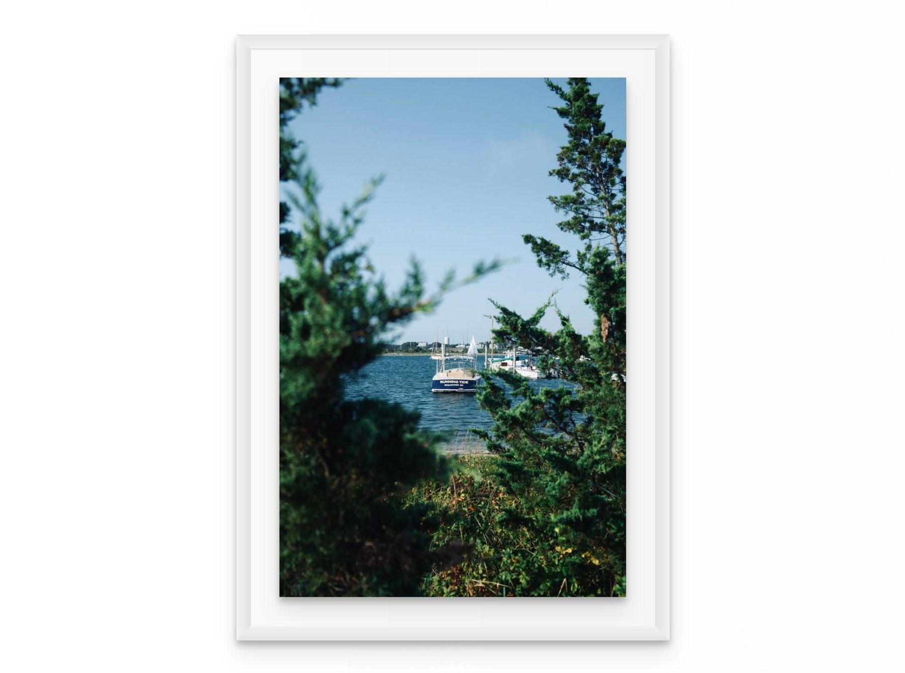 Nantucket Harbor Cedars, 20×30 in white frame