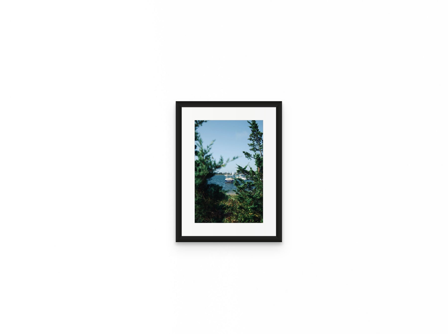 Nantucket Harbor Cedars, 8×12 in black frame