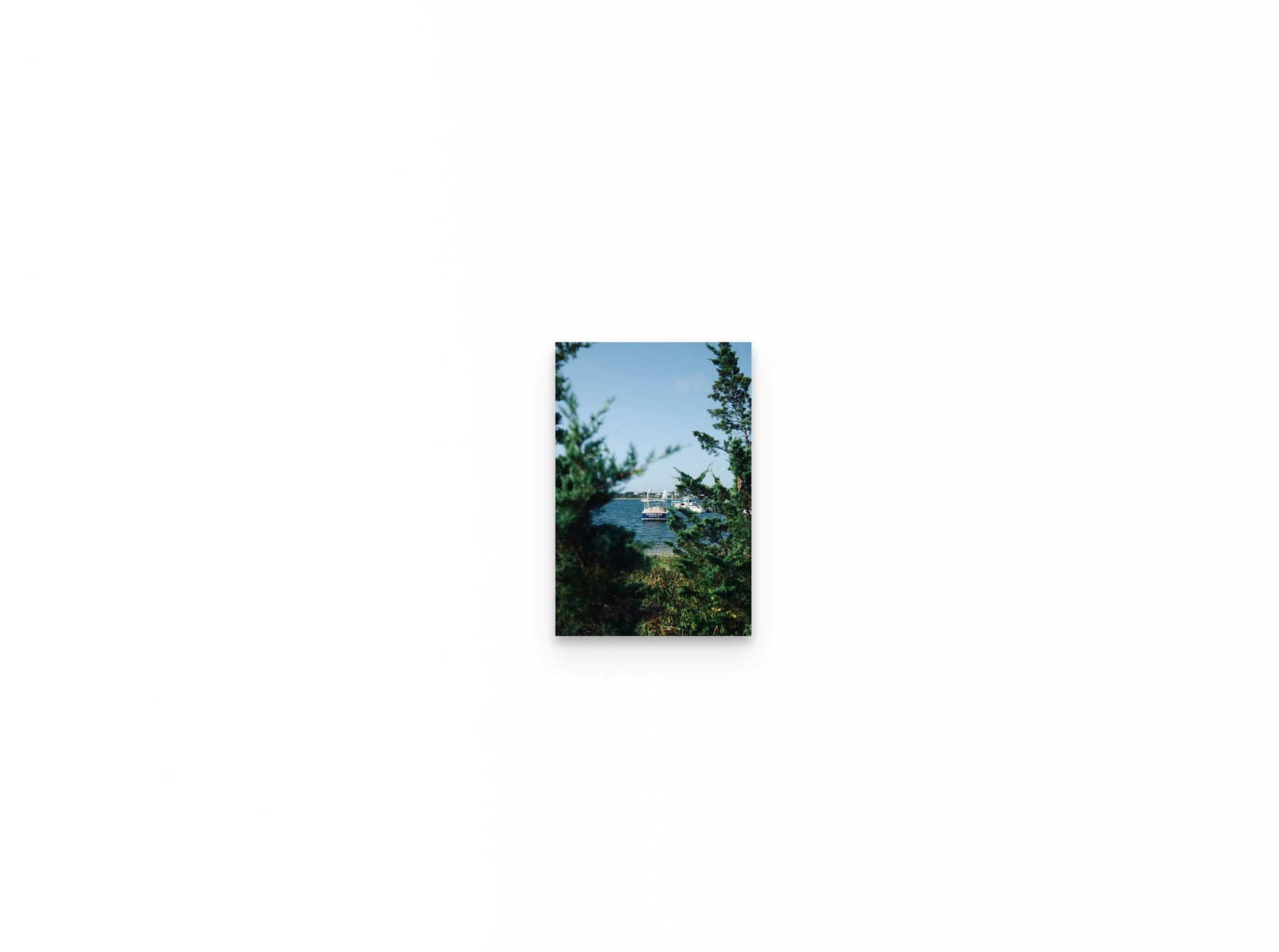 Nantucket Harbor Cedars, 8×12 fine art print
