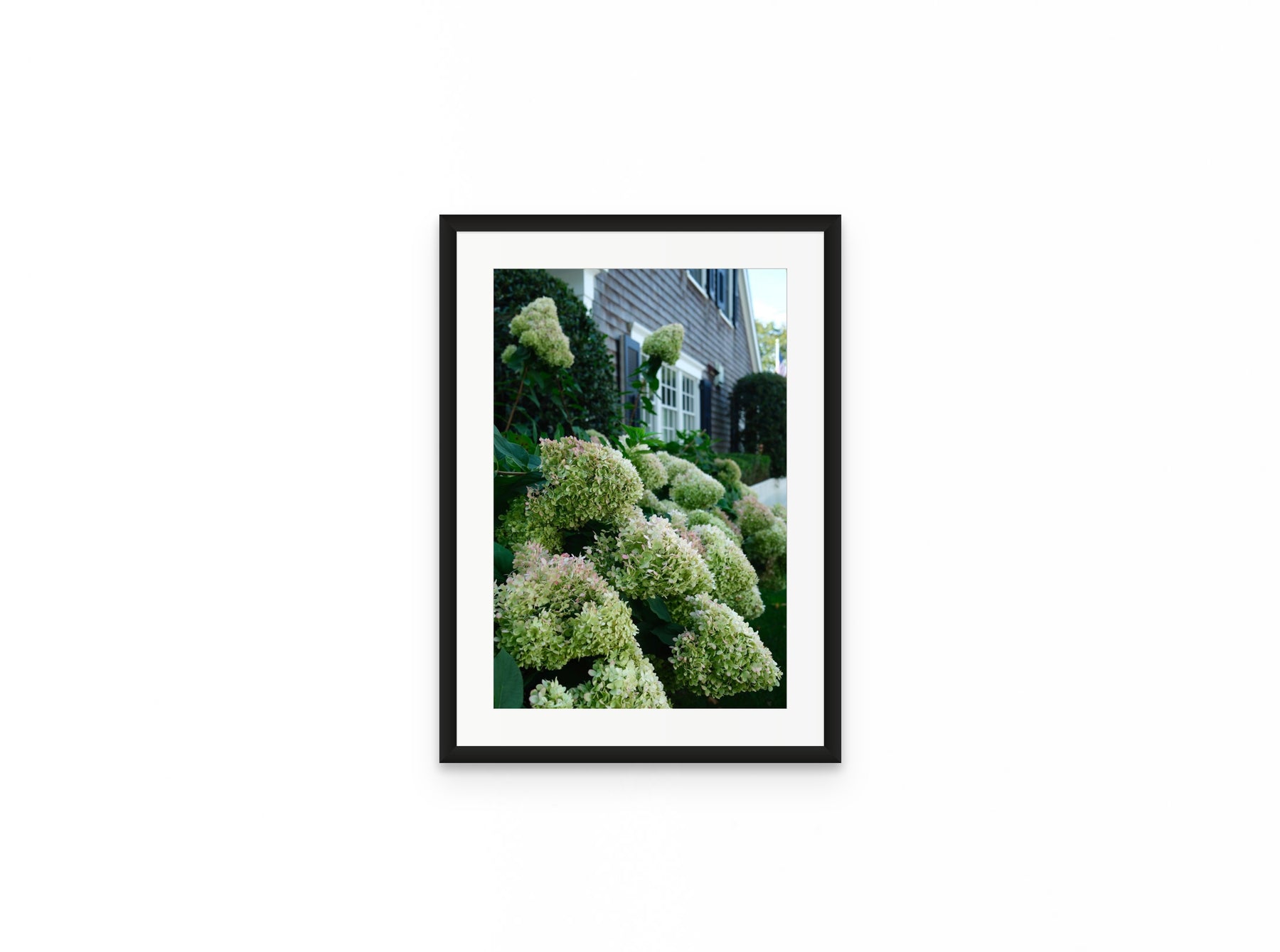 Nantucket Hydrangeas, 12×18 in black frame