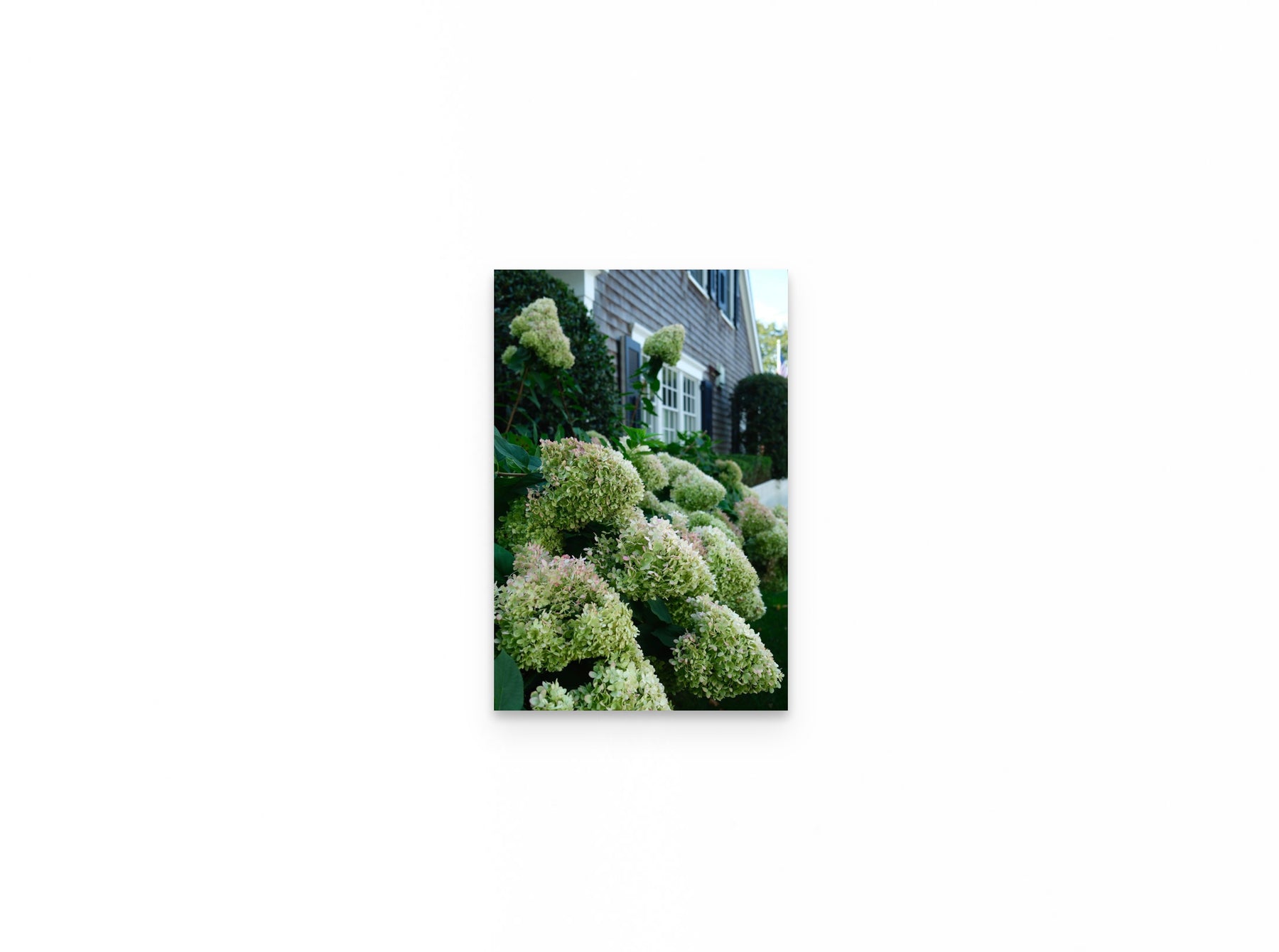 Nantucket Hydrangeas, 12×18 fine art print