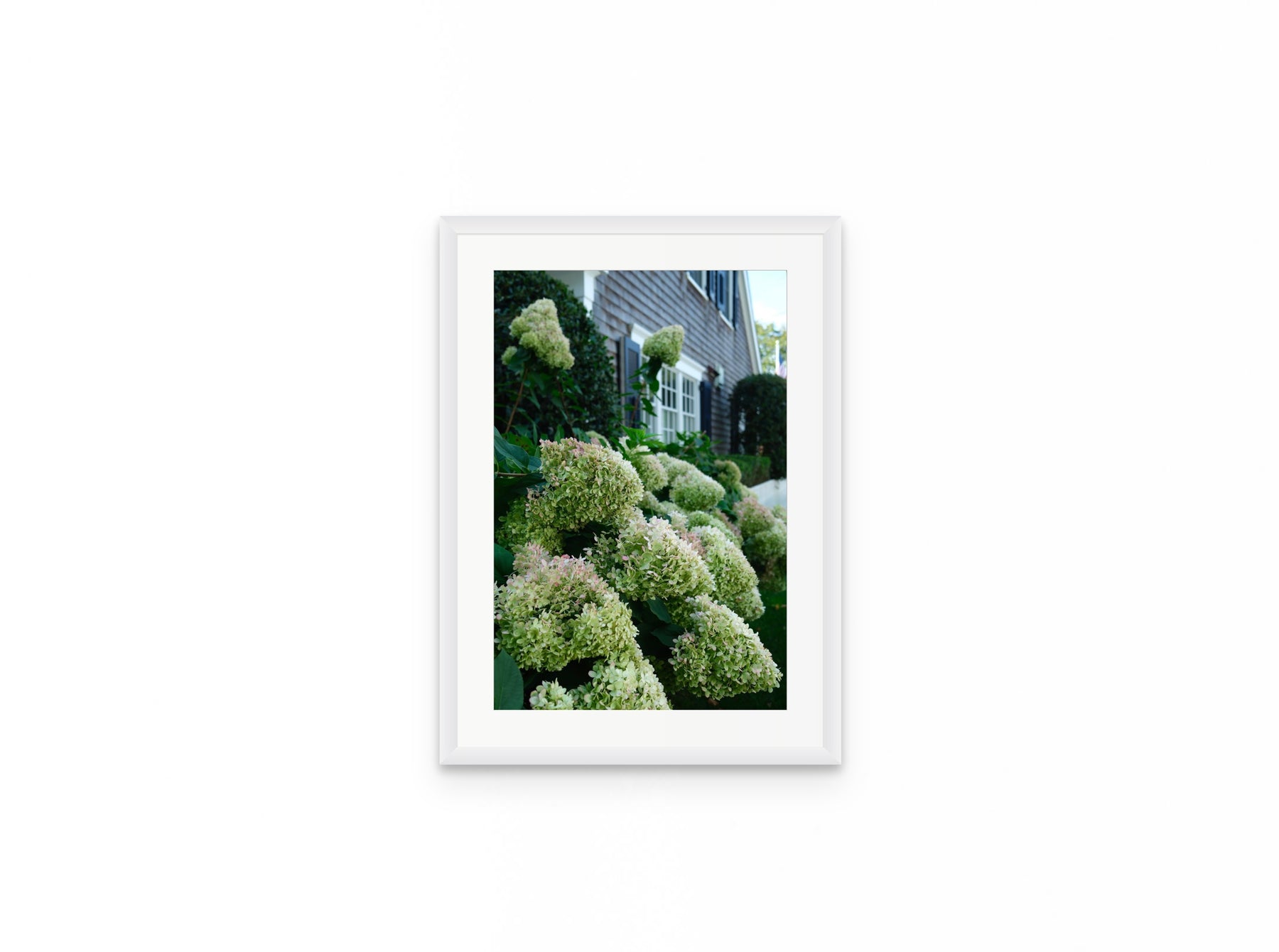 Nantucket Hydrangeas, 12×18 in white frame