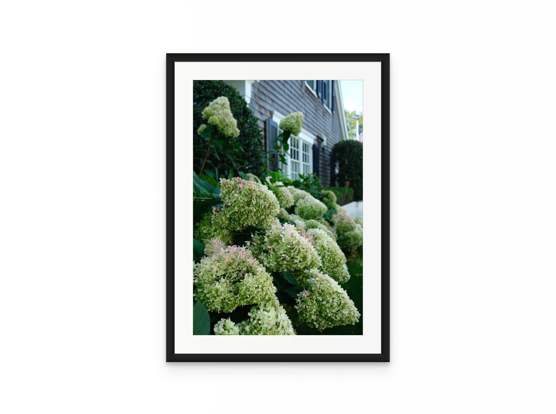 Nantucket Hydrangeas, 16×24 in black frame