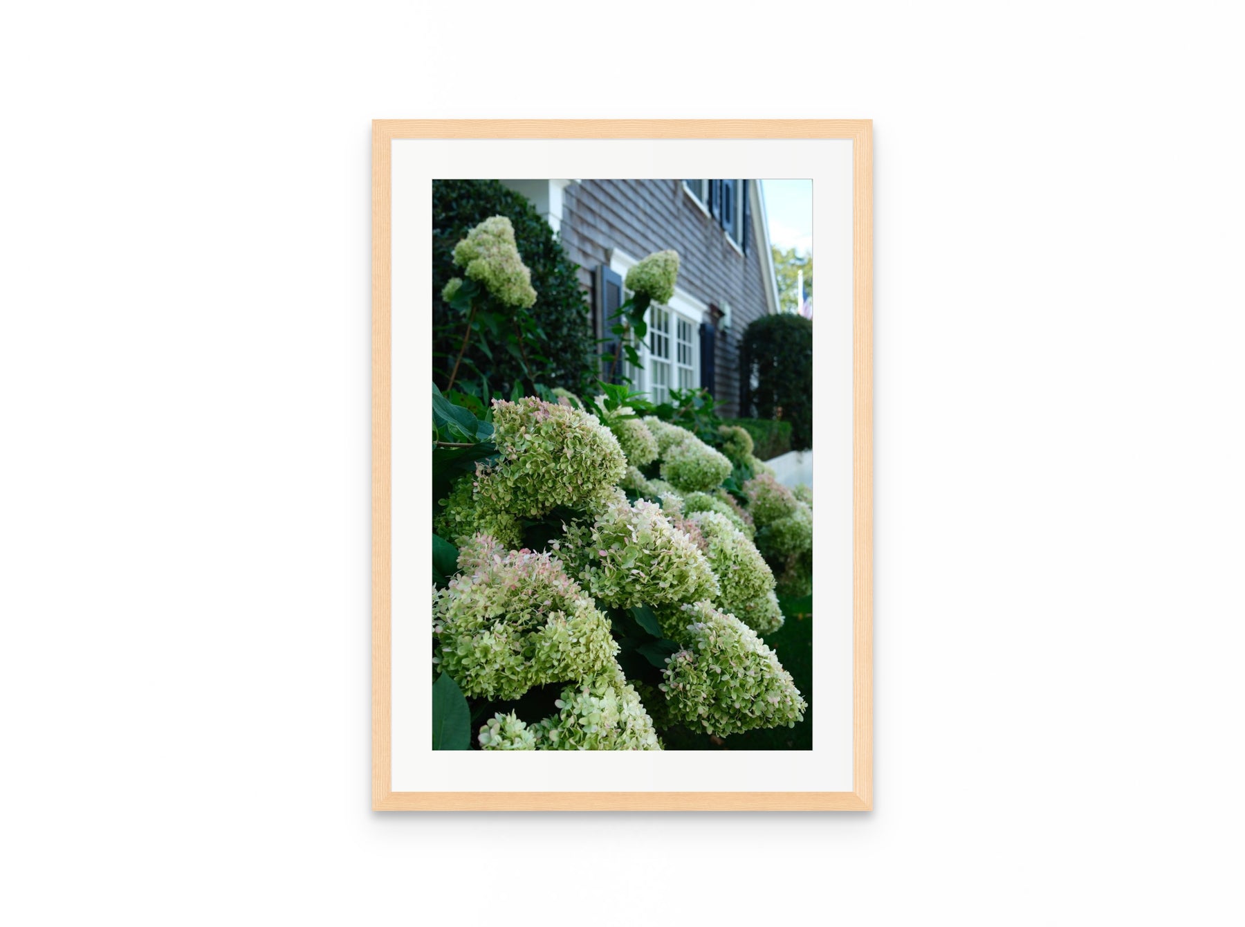 Nantucket Hydrangeas, 16×24 in natural frame