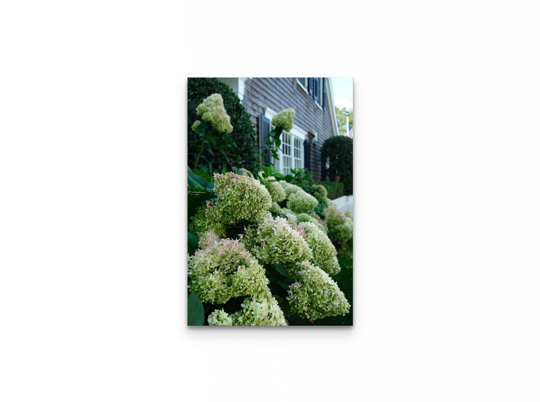 Nantucket Hydrangeas, 16×24 fine art print