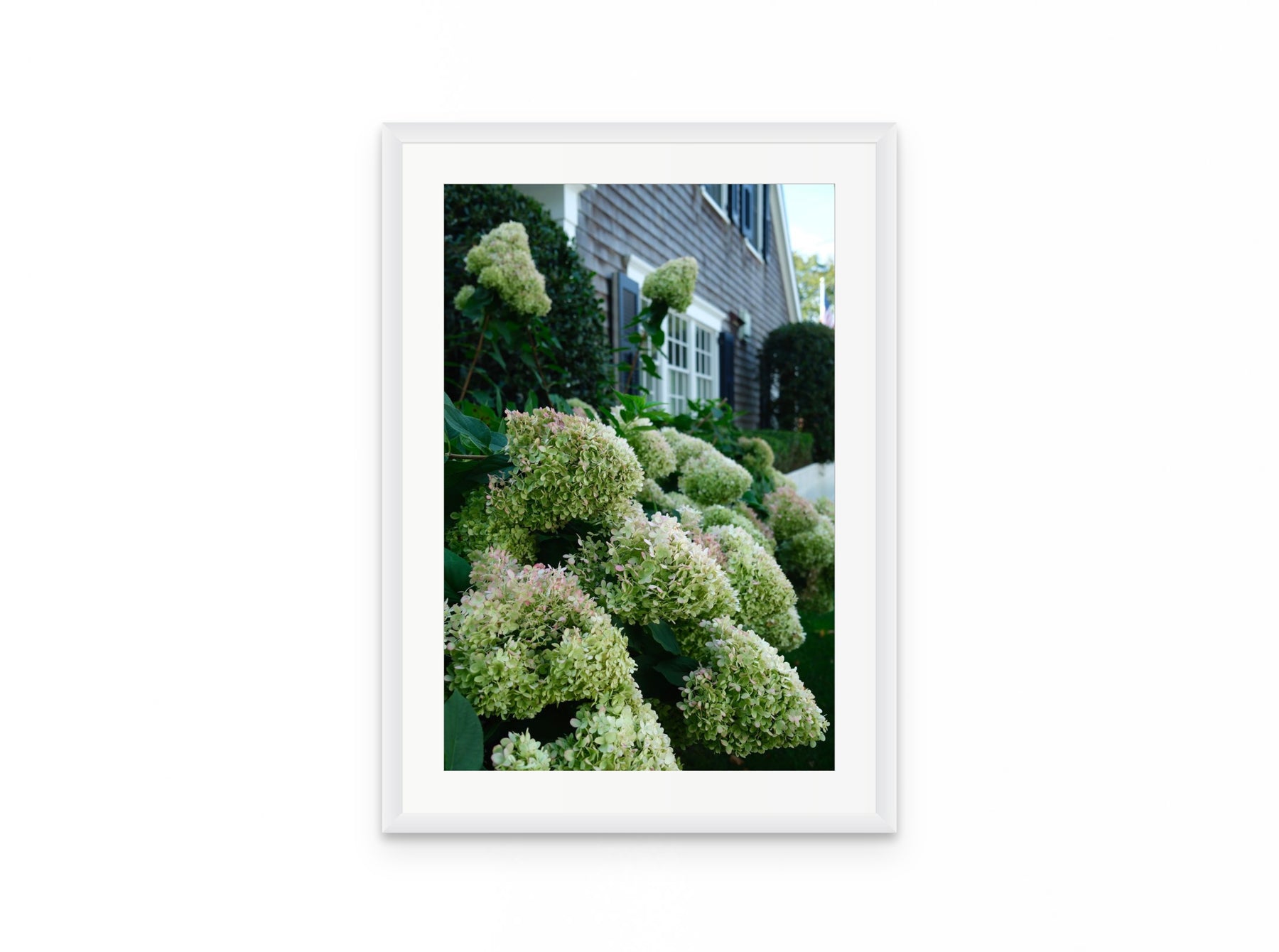 Nantucket Hydrangeas, 16×24 in white frame