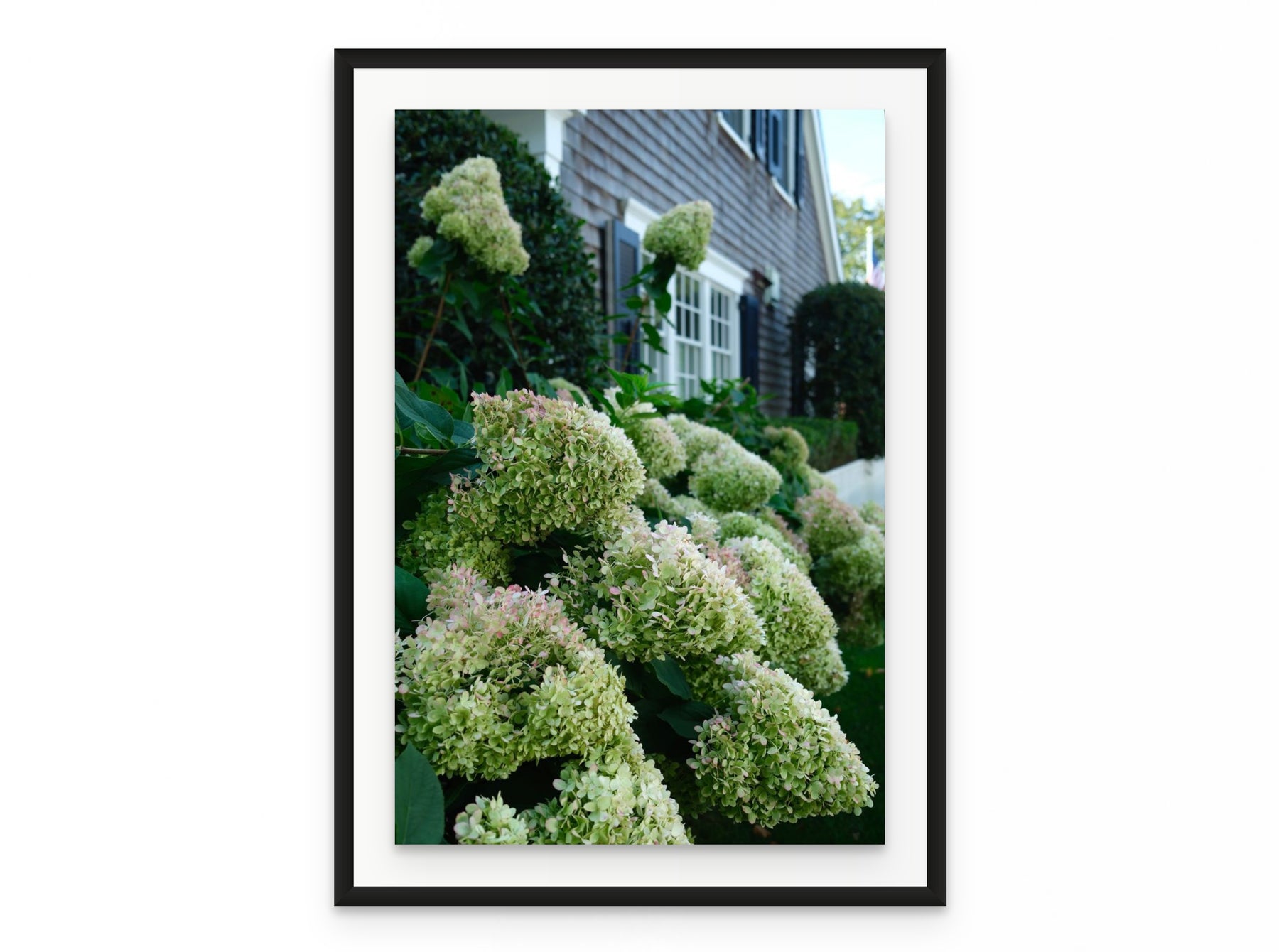 Nantucket Hydrangeas, 20×30 in black frame