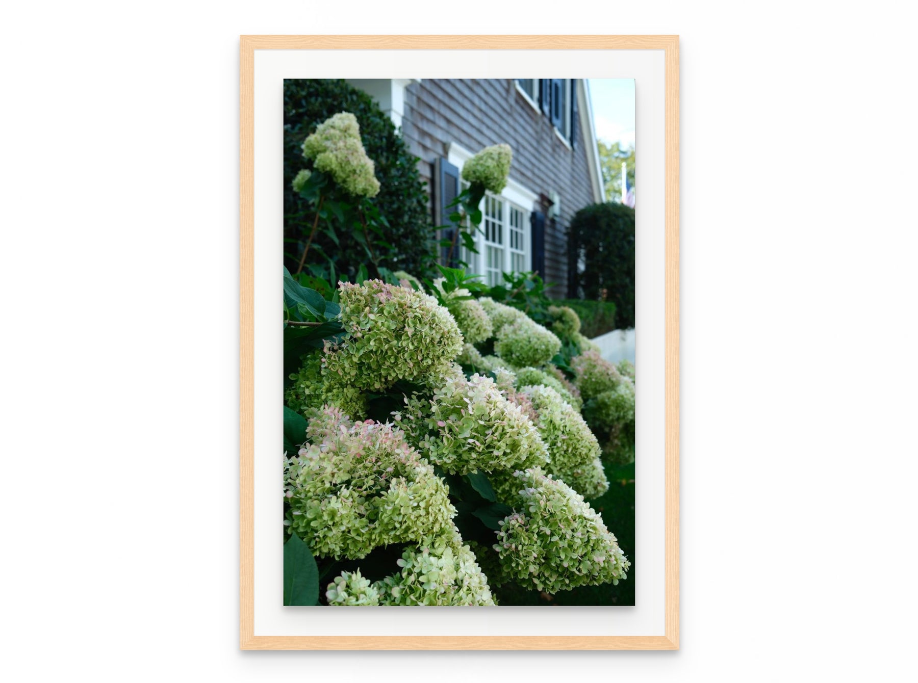 Nantucket Hydrangeas, 20×30 in natural frame