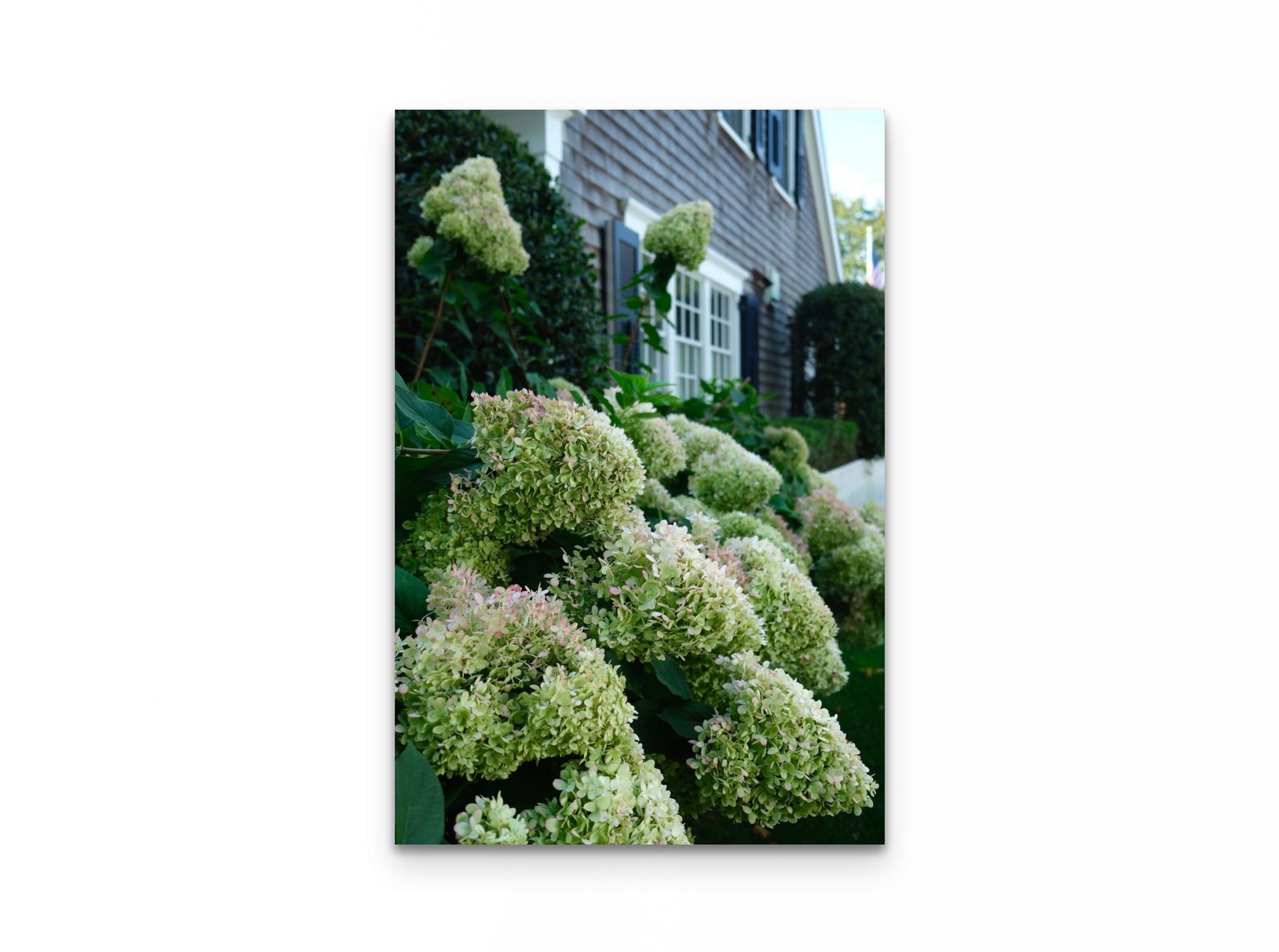 Nantucket Hydrangeas, 20×30 fine art print