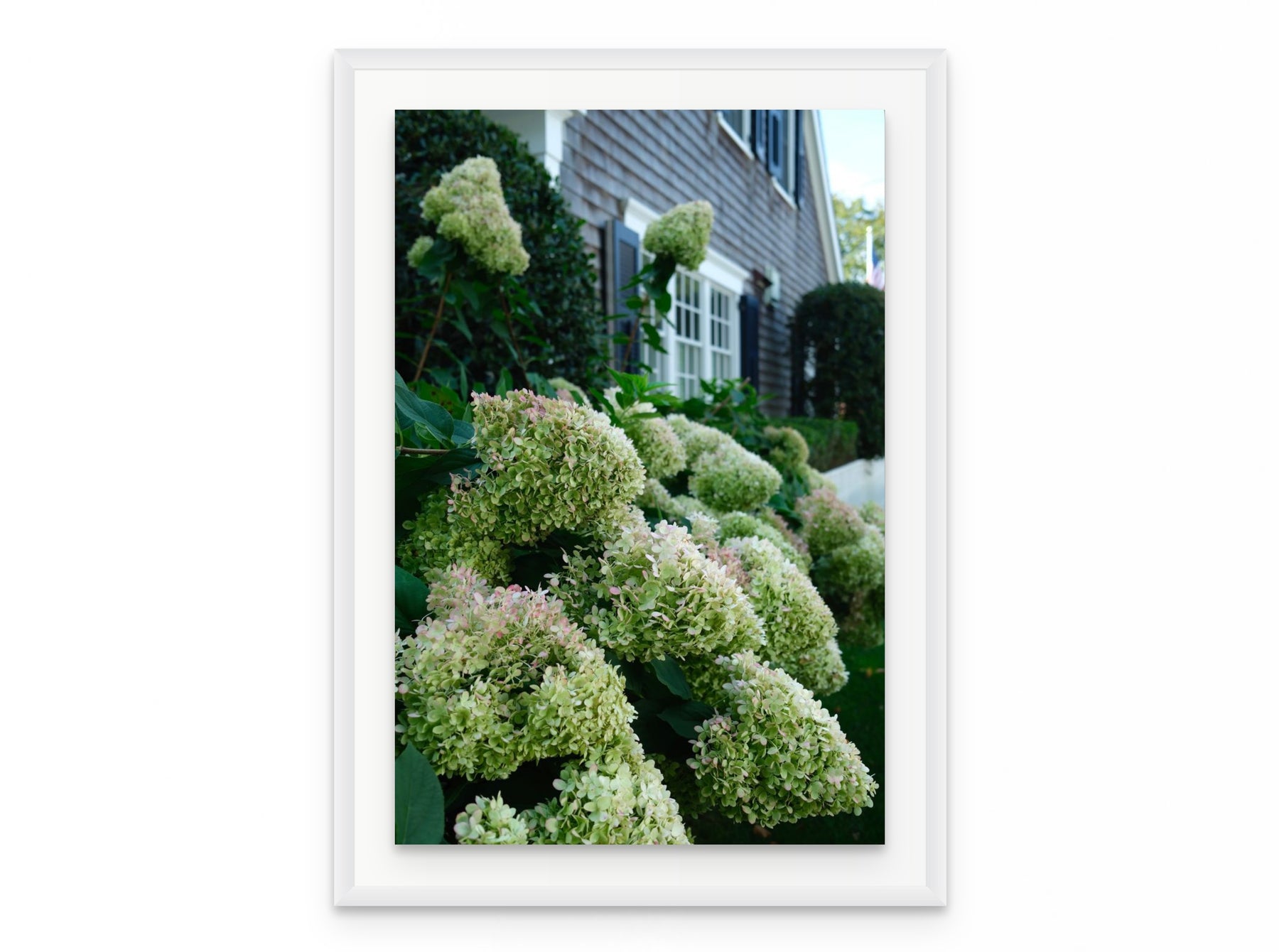 Nantucket Hydrangeas, 20×30 in white frame