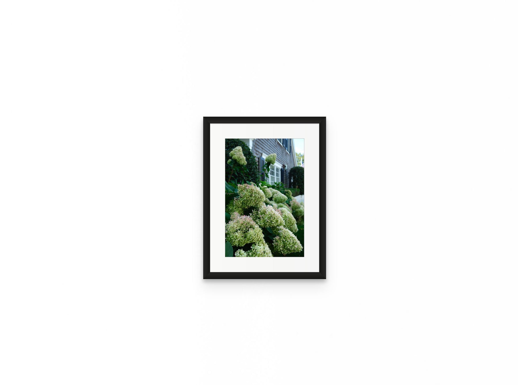 Nantucket Hydrangeas, 8×12 in black frame