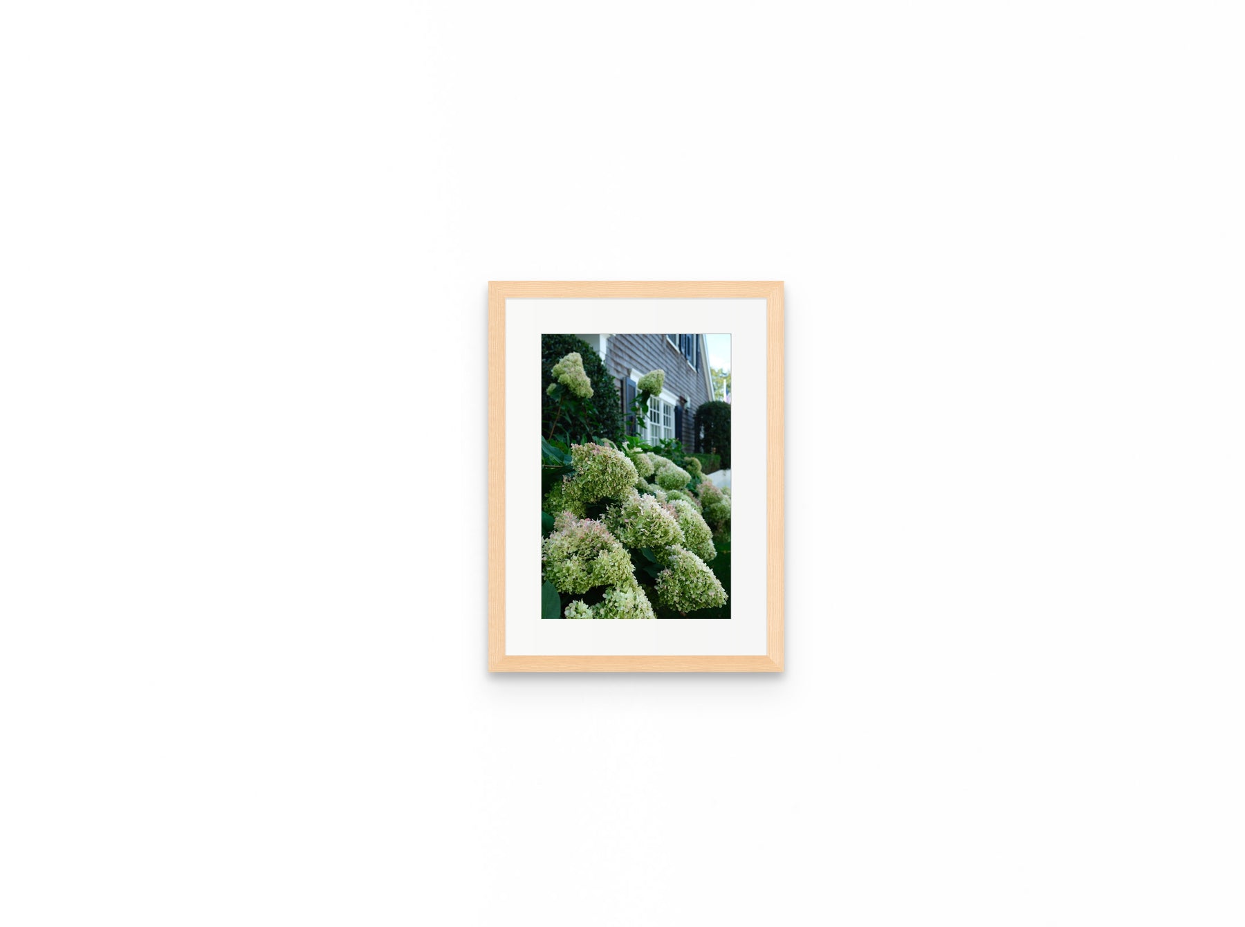Nantucket Hydrangeas, 8×12 in natural frame