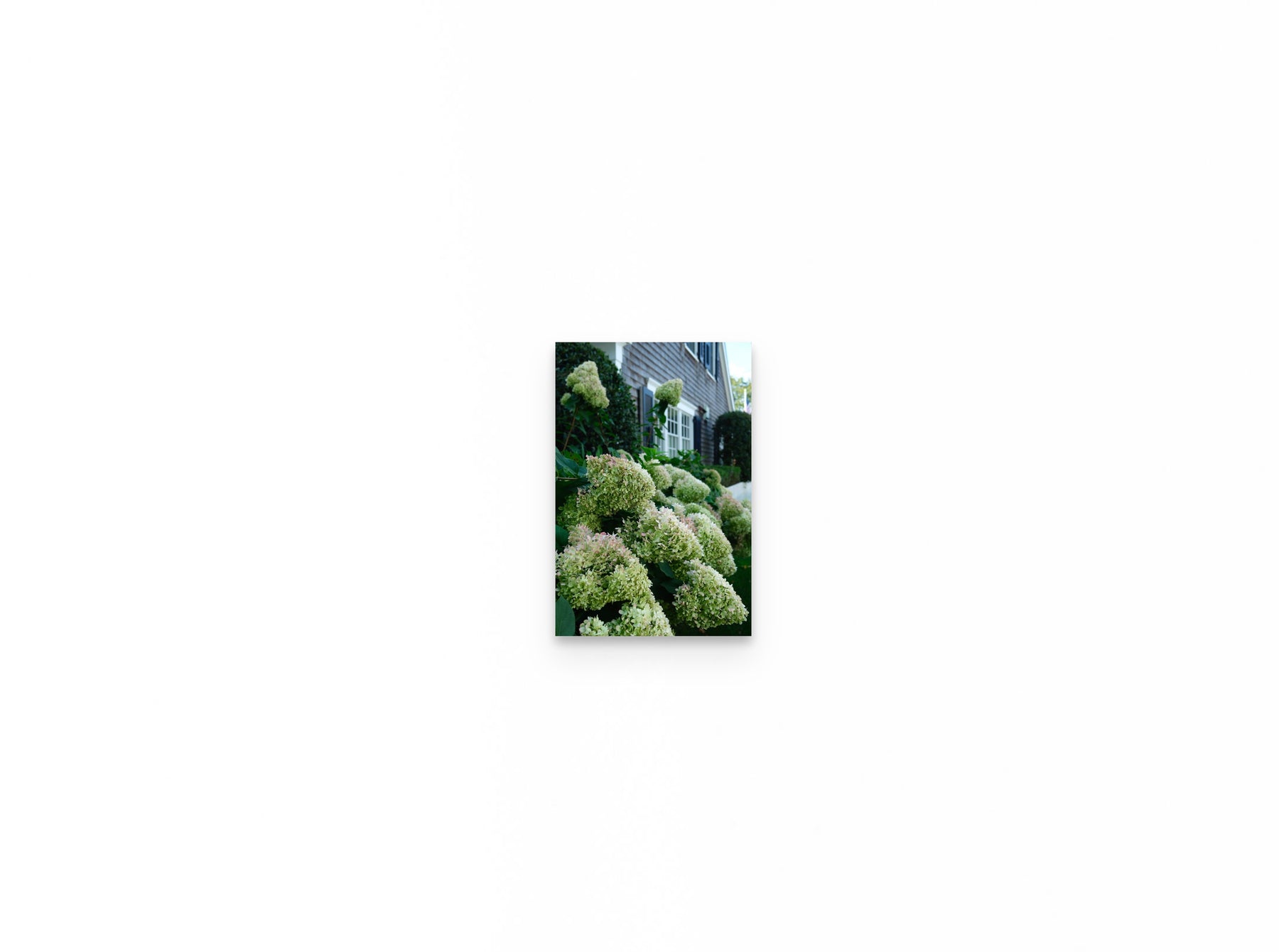 Nantucket Hydrangeas, 8×12 fine art print
