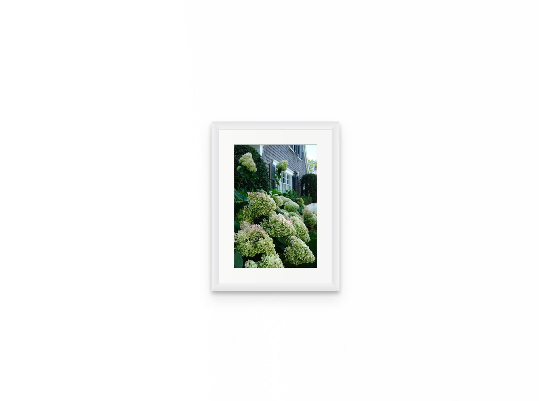 Nantucket Hydrangeas, 8×12 in white frame