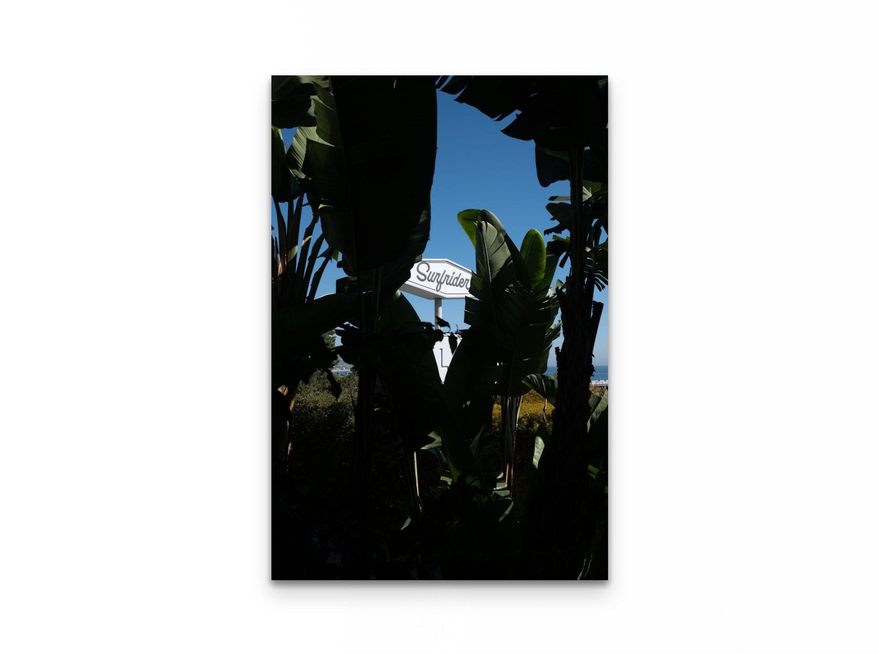 Surfrider Palms, 20×30 fine art print