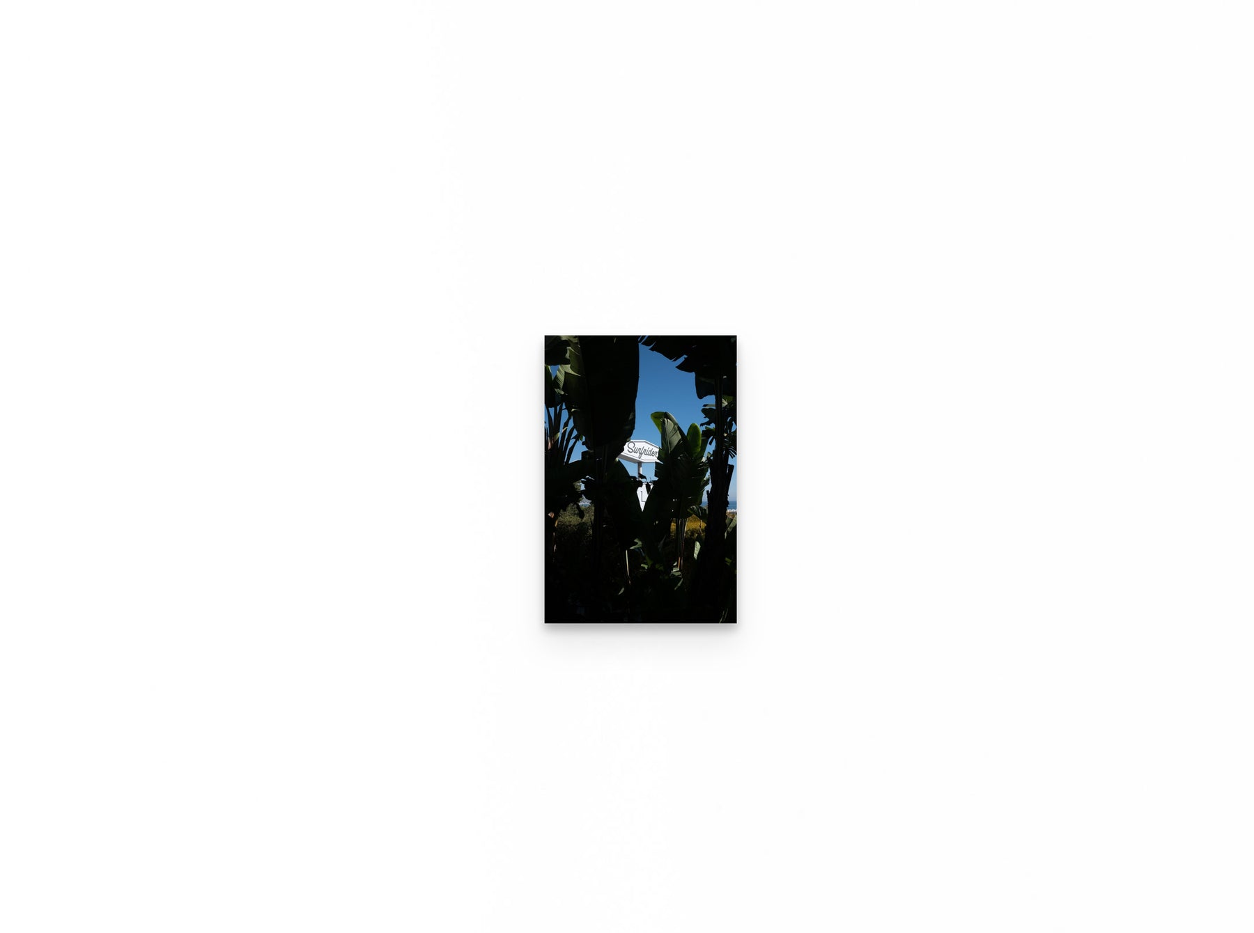 Surfrider Palms, 8×12 fine art print